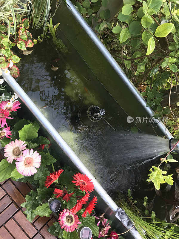 小花园水景的形象，矩形金属池塘槽被填满水管/换水/清洁，现代花园景观设计镀锌牛槽抬高池塘，太阳能喷泉，非洲菊花，甲板